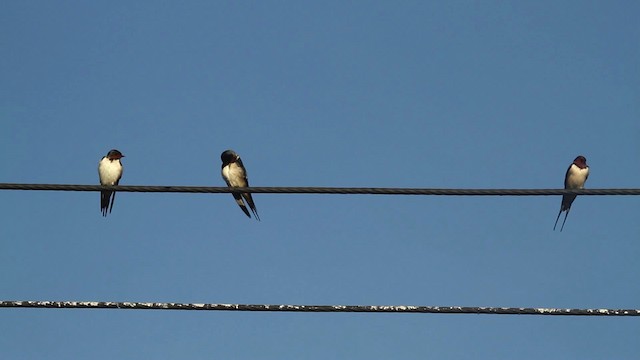 Barn Swallow (Buff-bellied) - ML479719