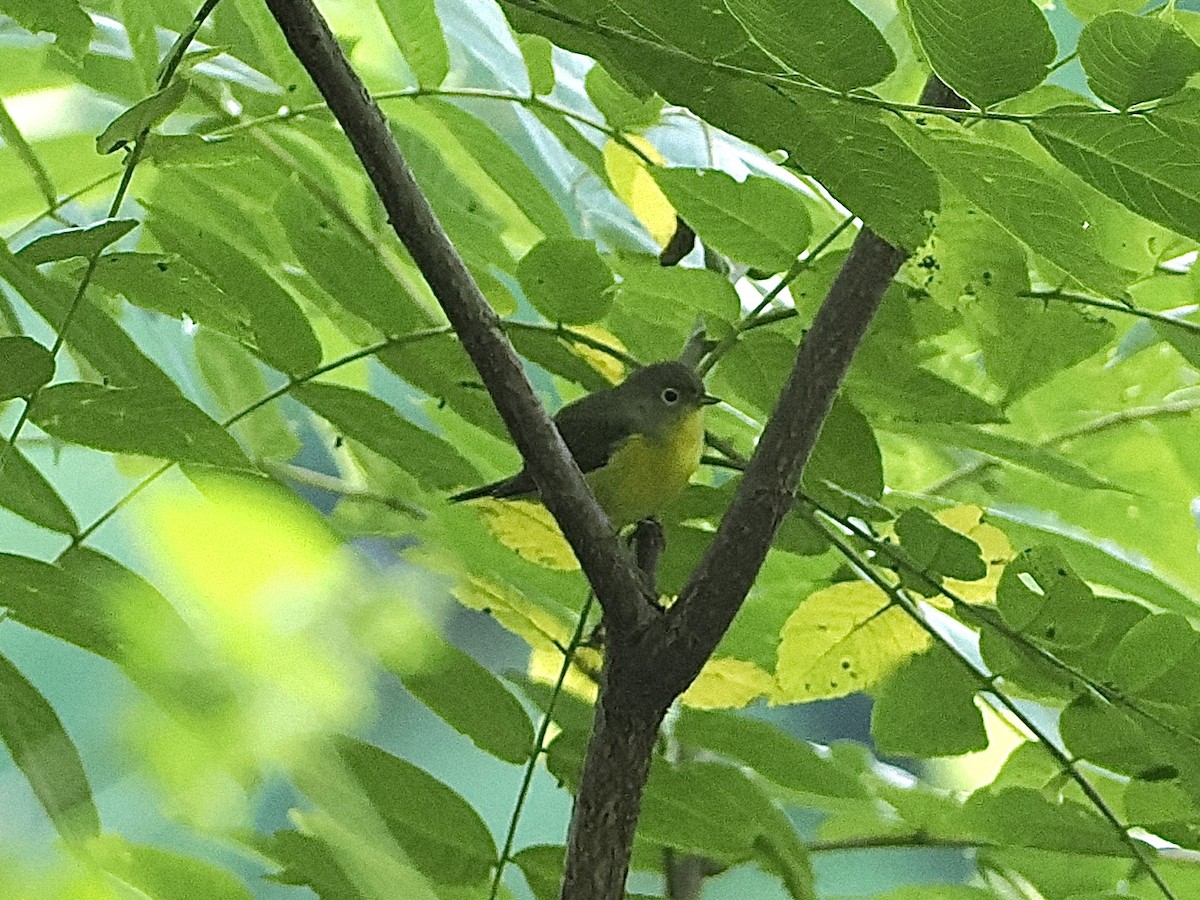 Nashville Warbler - ML479719581