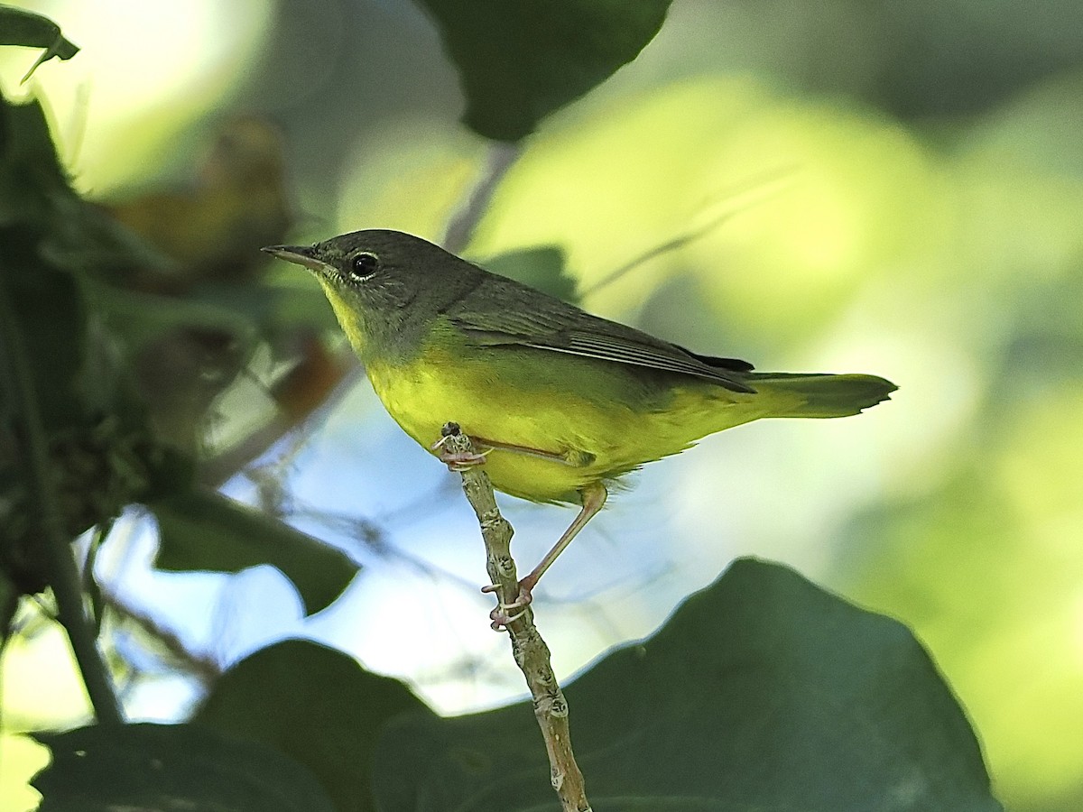 Mourning Warbler - ML479719611