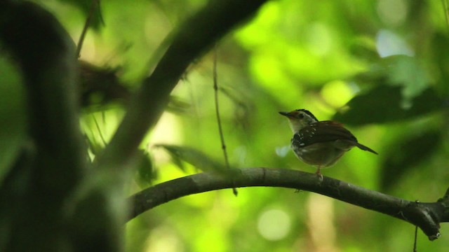 Striped Wren-Babbler - ML479720