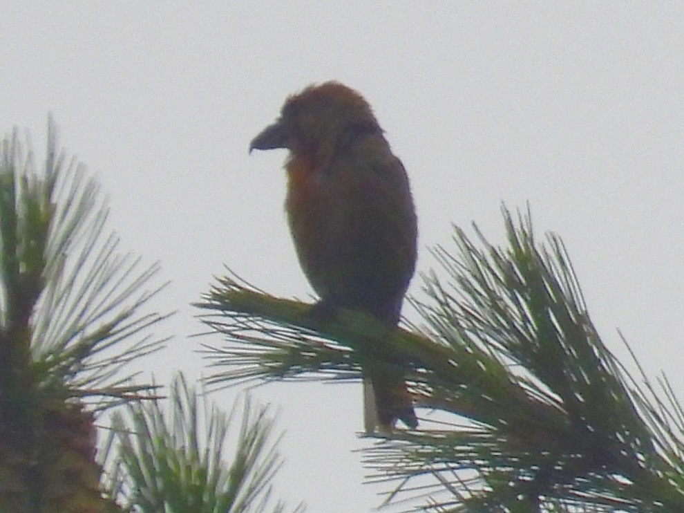 Red Crossbill - DL C