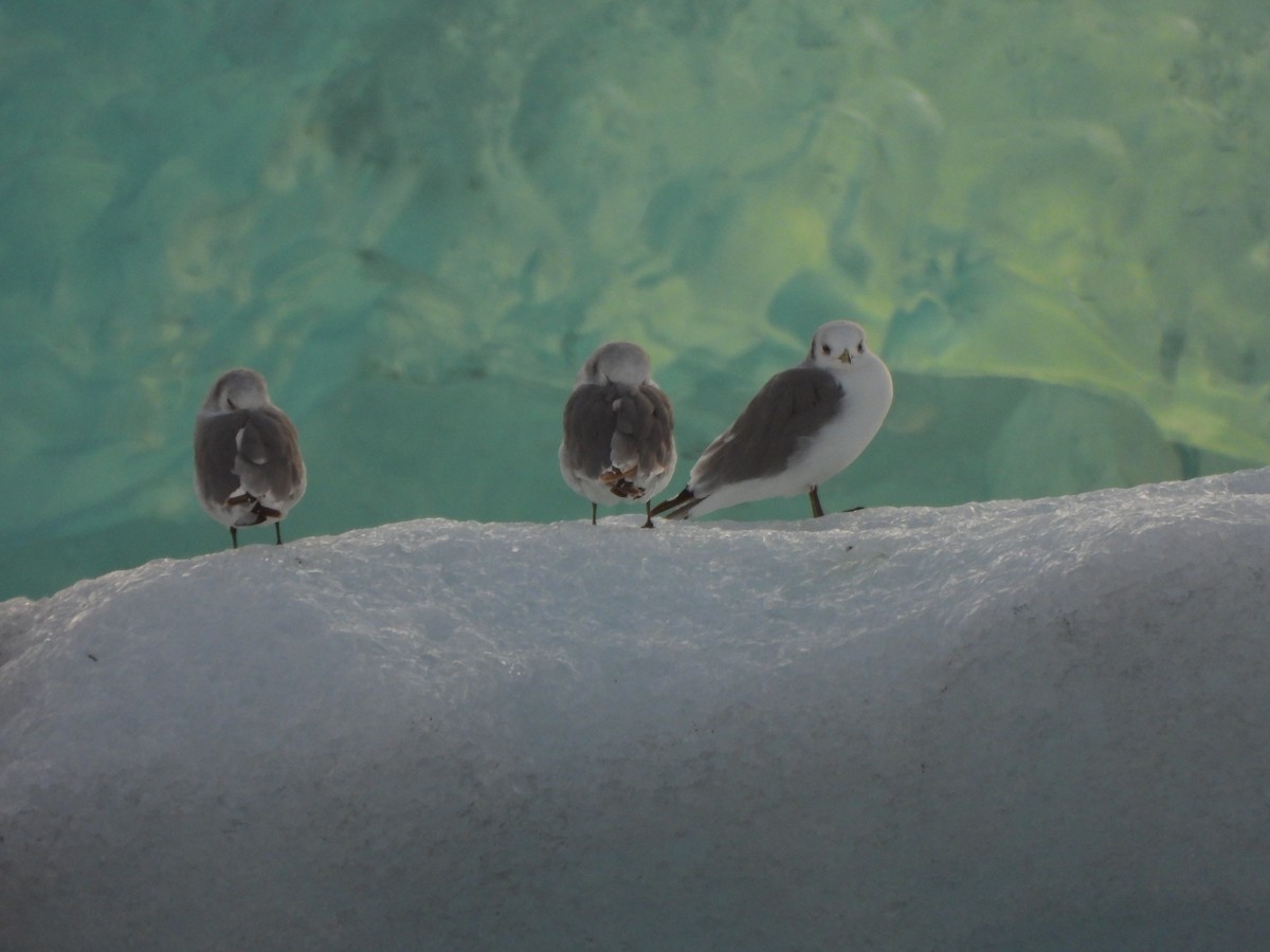 Mouette tridactyle - ML479720861