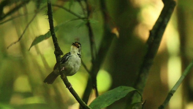 Striped Wren-Babbler - ML479721