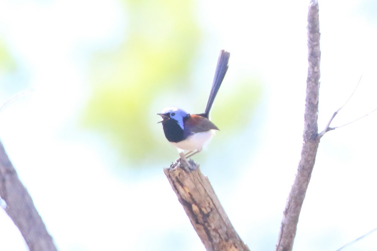 Purple-backed Fairywren (Lavender-flanked) - ML479721161