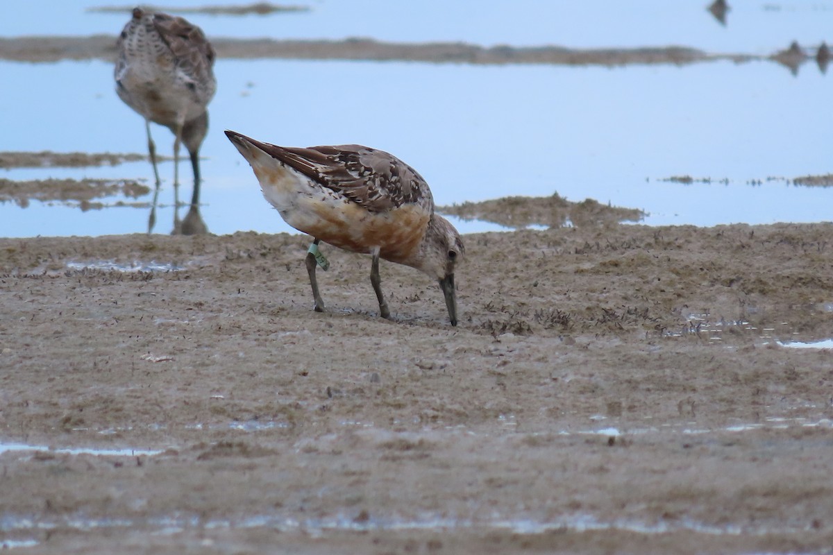 Red Knot - ML479721381