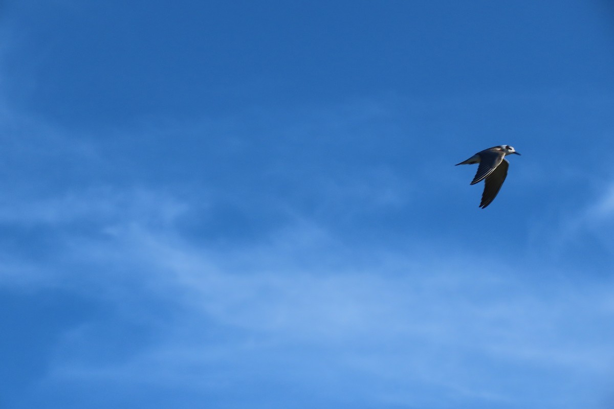 Black Tern - ML479721411