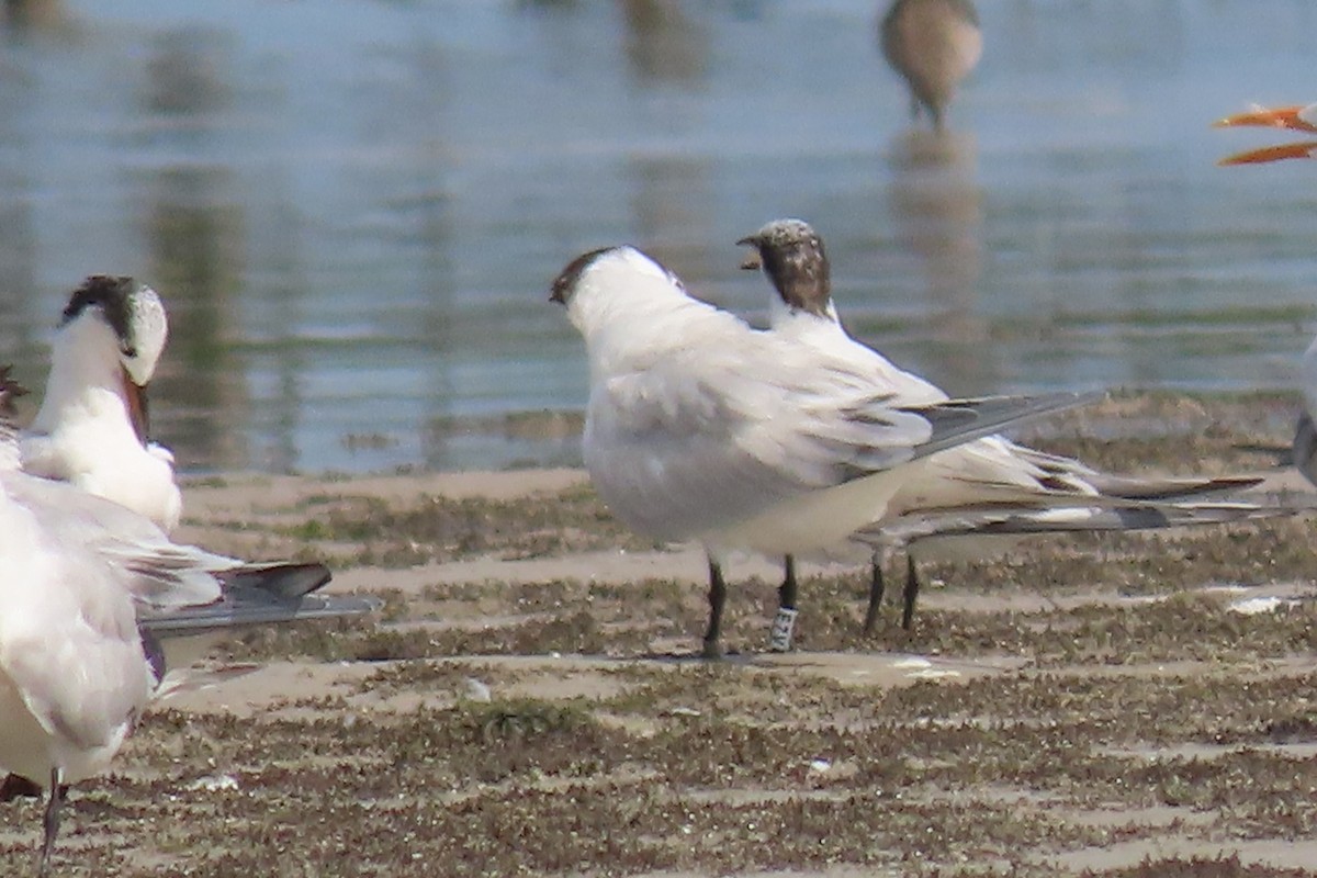 Royal Tern - Kevin Christman