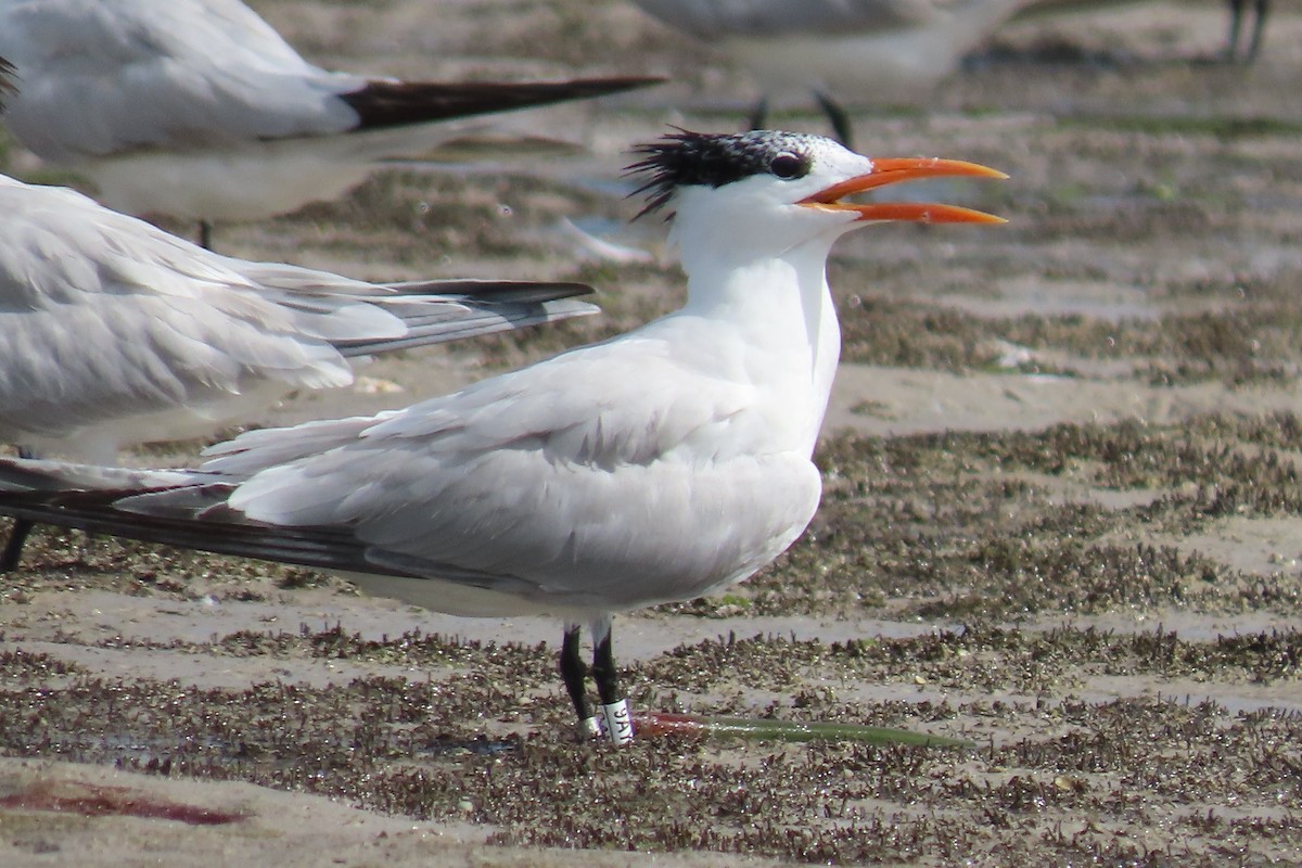 Royal Tern - ML479721491