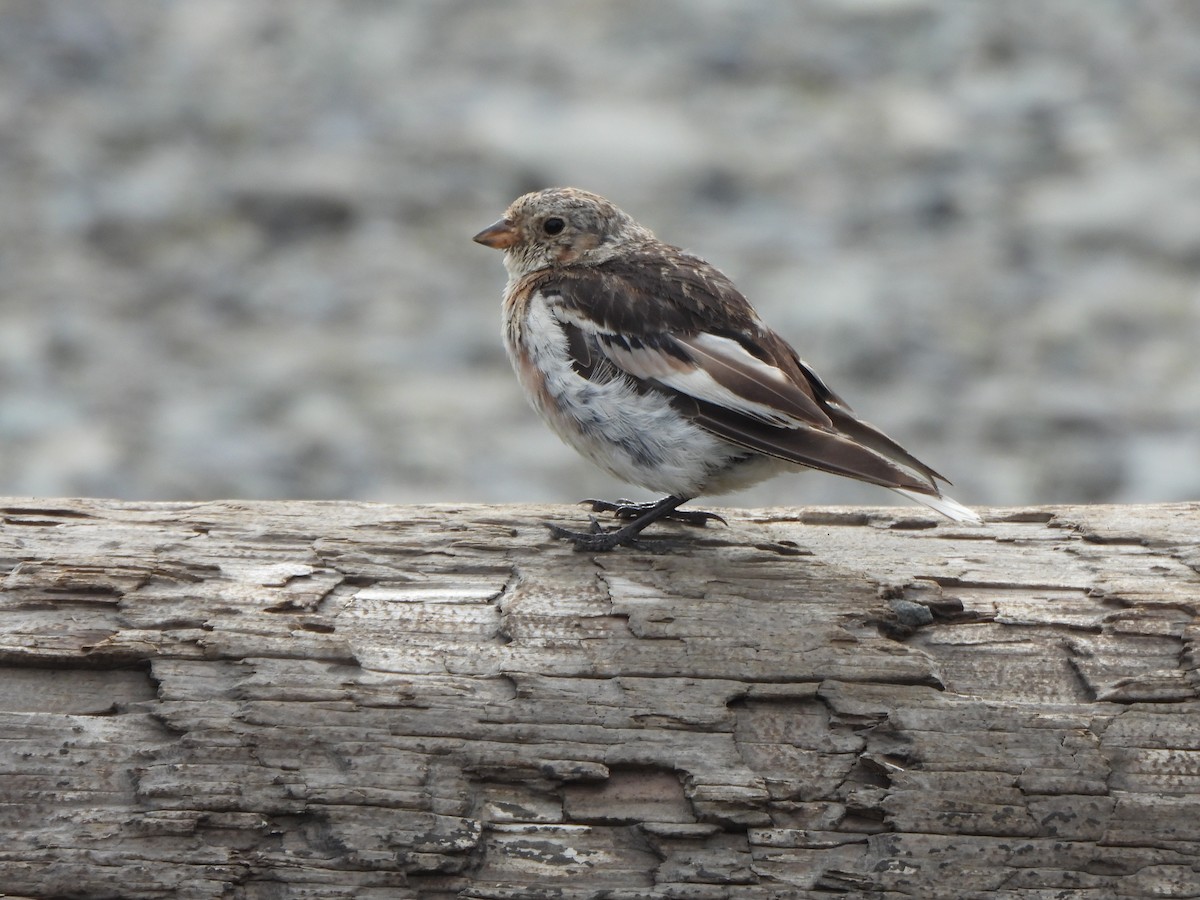 Snow Bunting - ML479721801