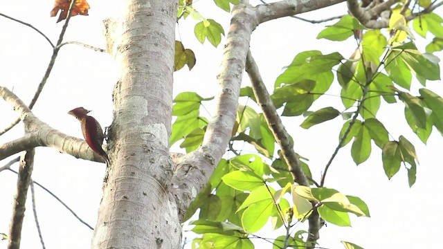 Banded Woodpecker - ML479722