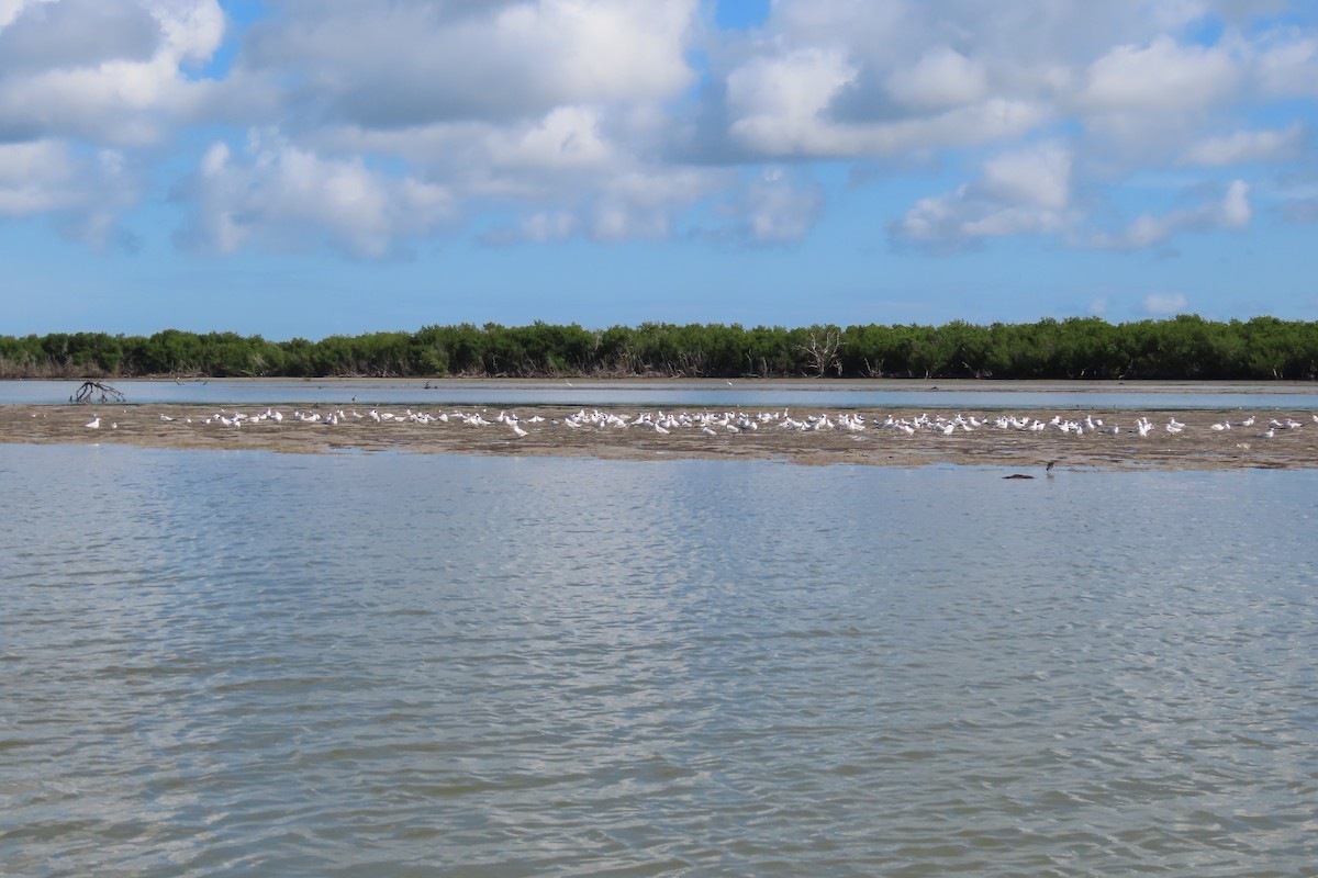 Royal Tern - ML479722021