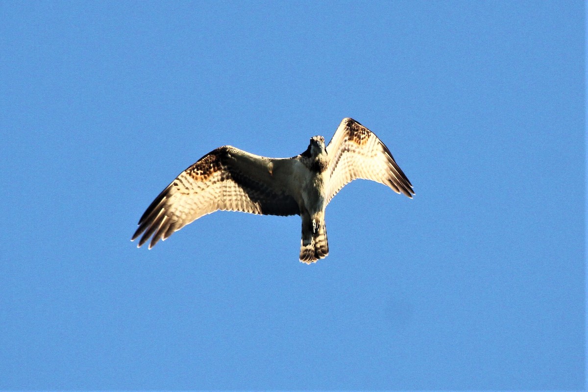 Águila Pescadora - ML479722051