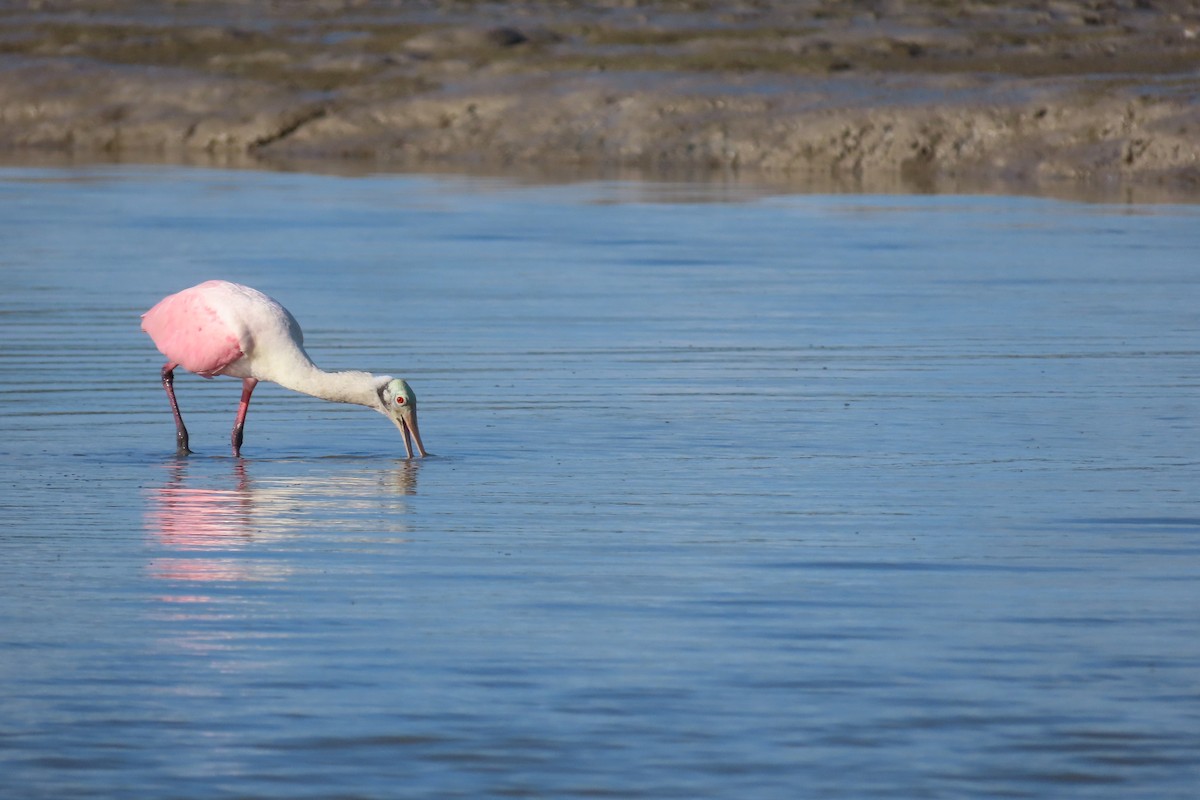 Roseate Spoonbill - ML479722141