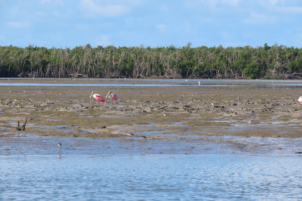 Roseate Spoonbill - Kevin Christman