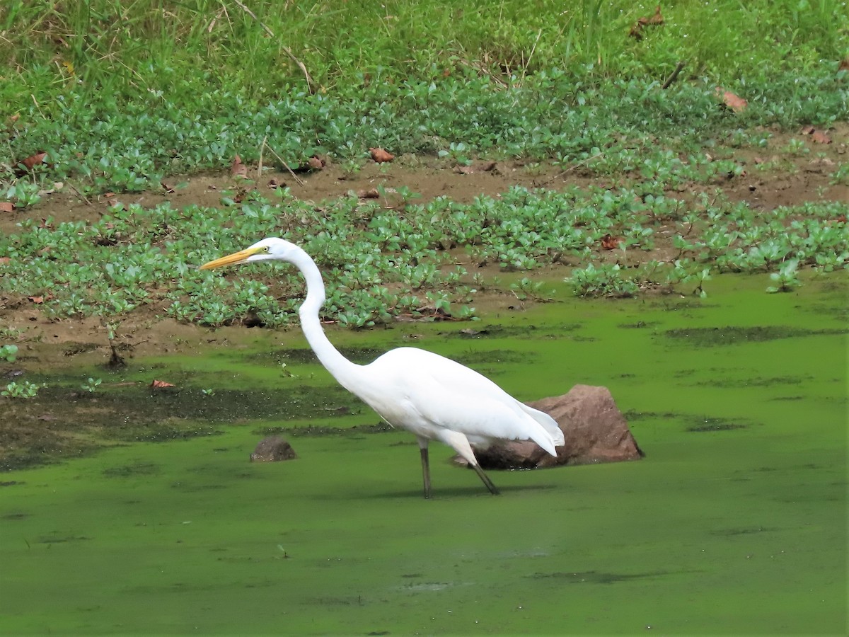 Great Egret - ML479723151