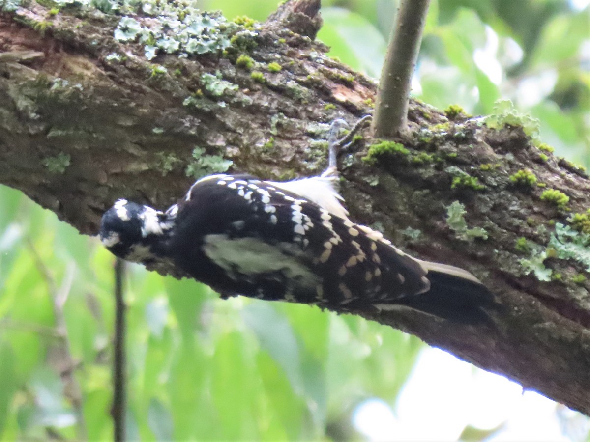 Hairy Woodpecker - ML479723451