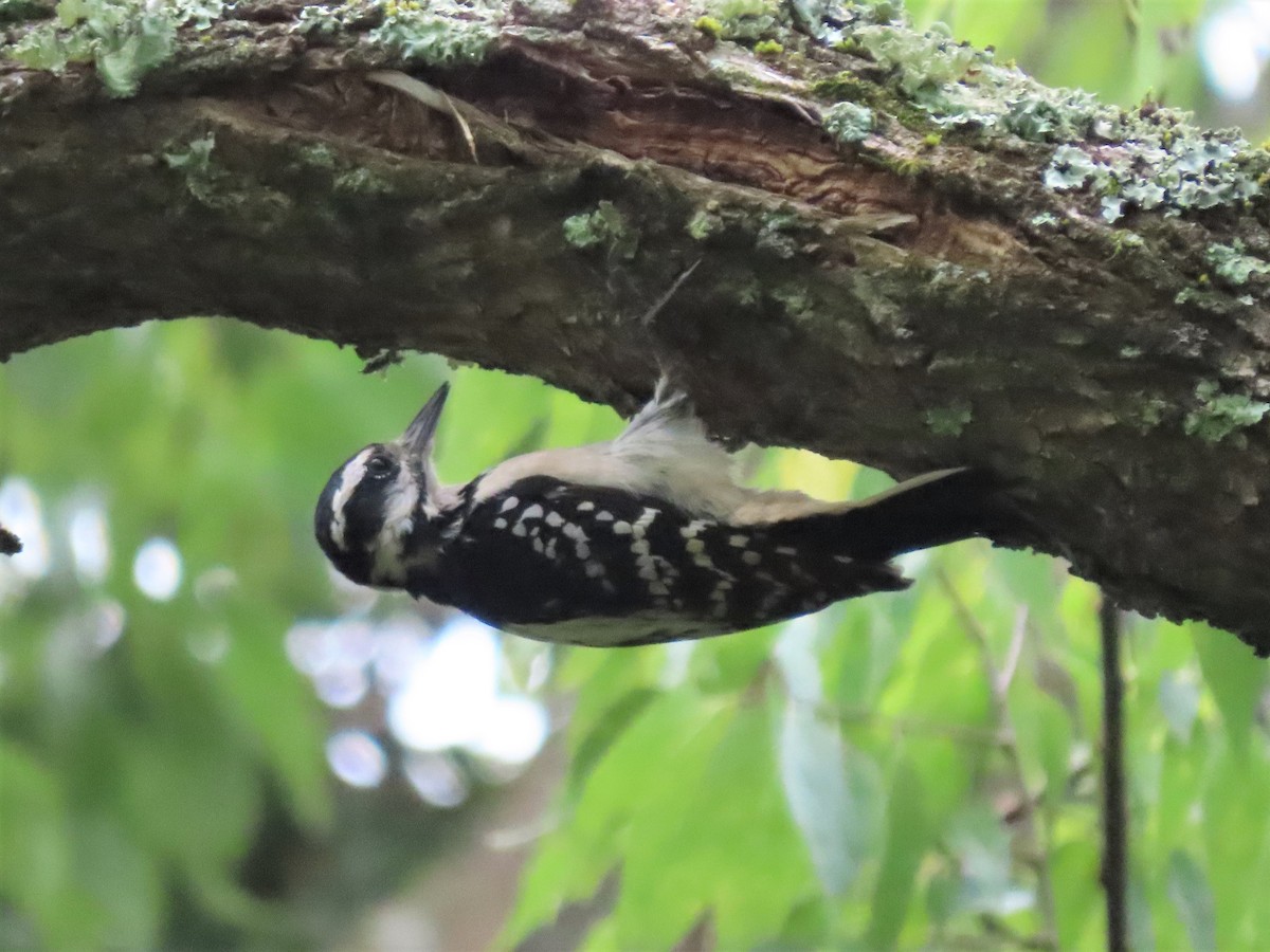 Hairy Woodpecker - ML479723461