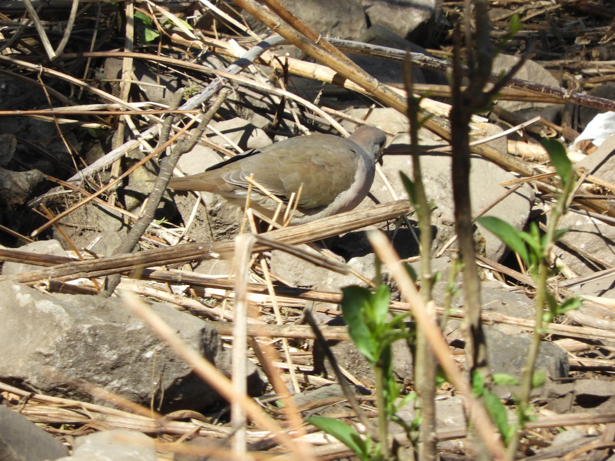 Large-tailed Dove - ML479724011