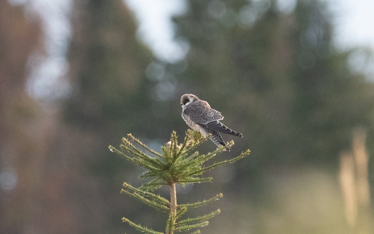 Red-footed Falcon - ML479724801