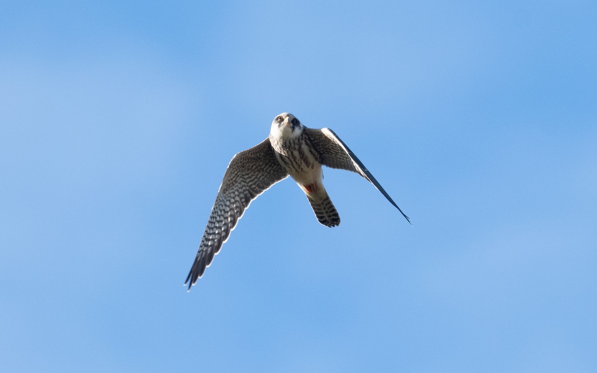 Red-footed Falcon - ML479724811