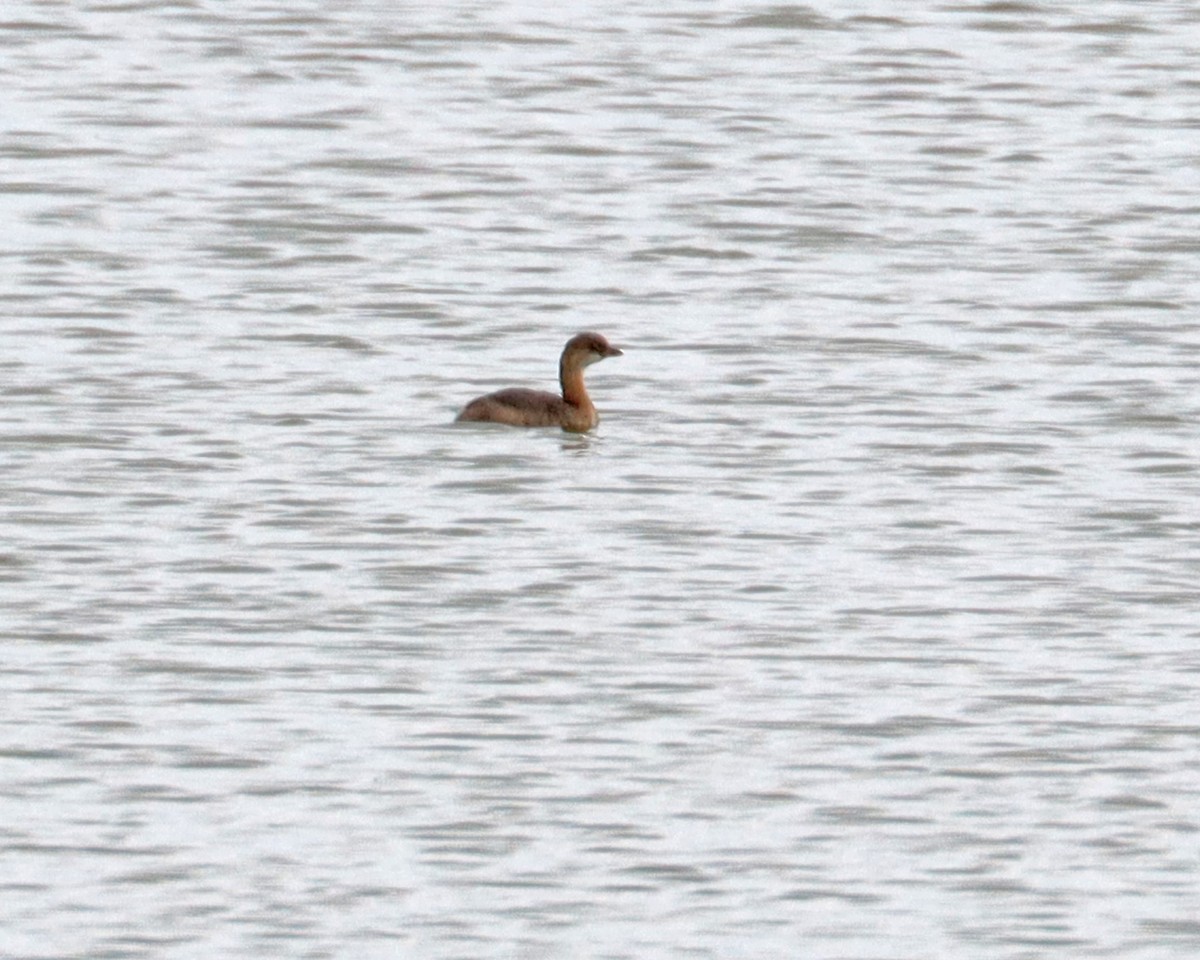 Pied-billed Grebe - Dan Kempf