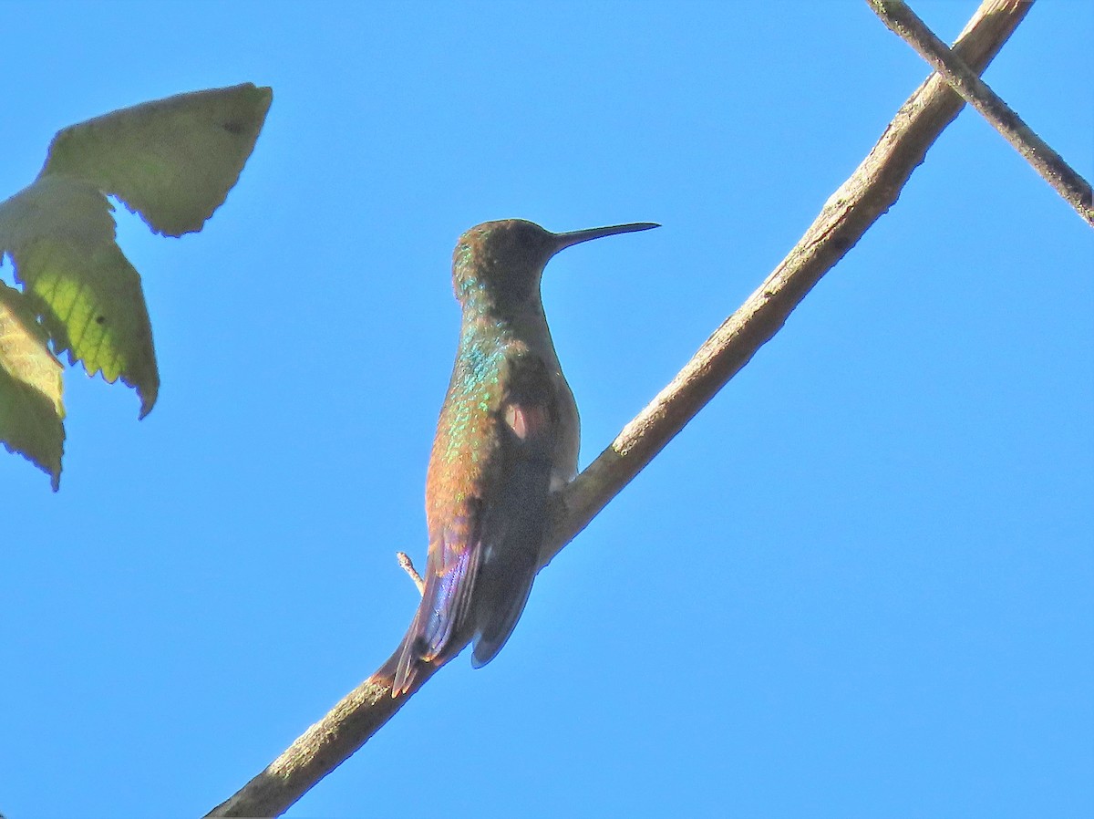 Blue-tailed Hummingbird - ML479725121