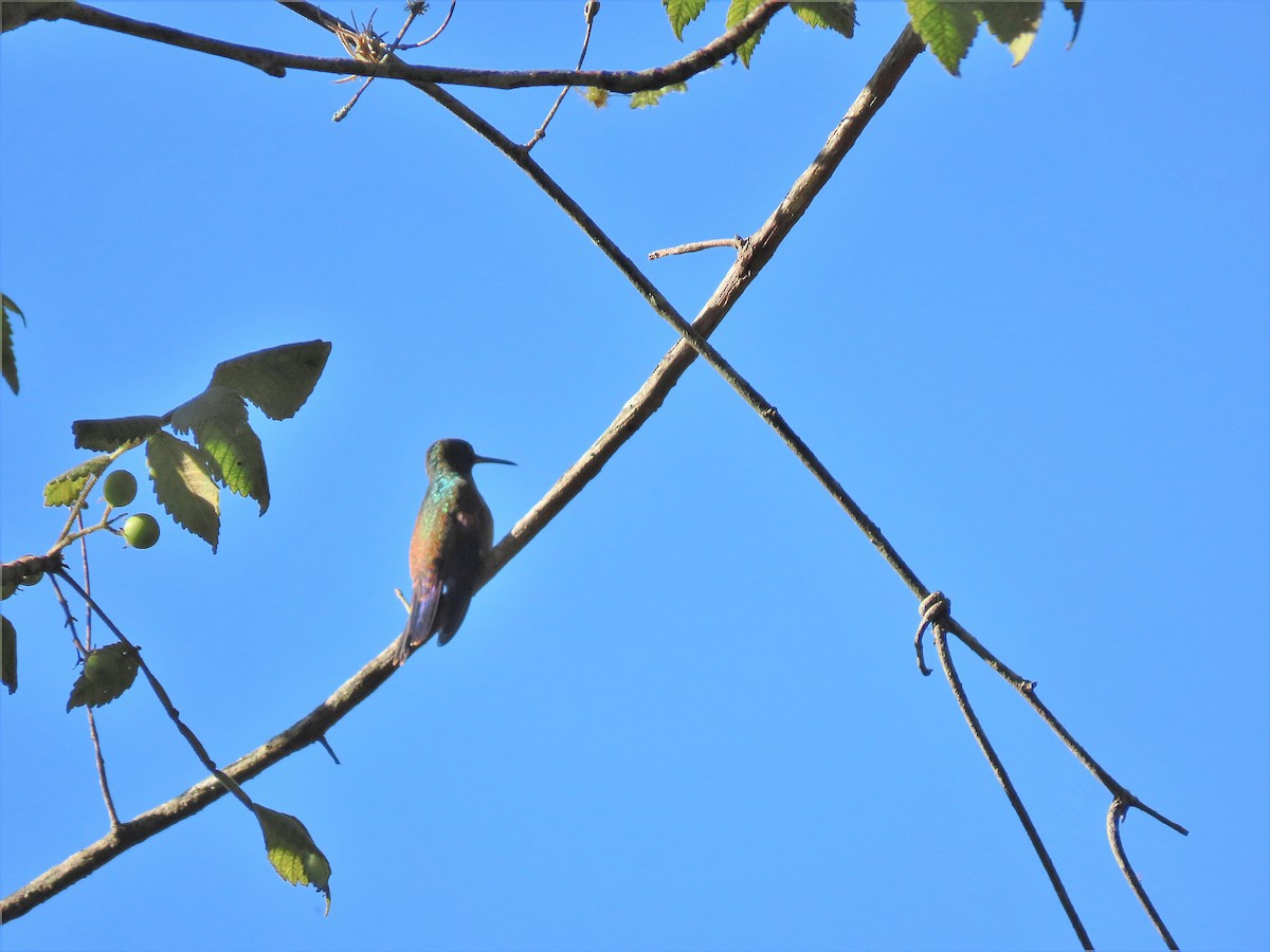 Blue-tailed Hummingbird - ML479725131