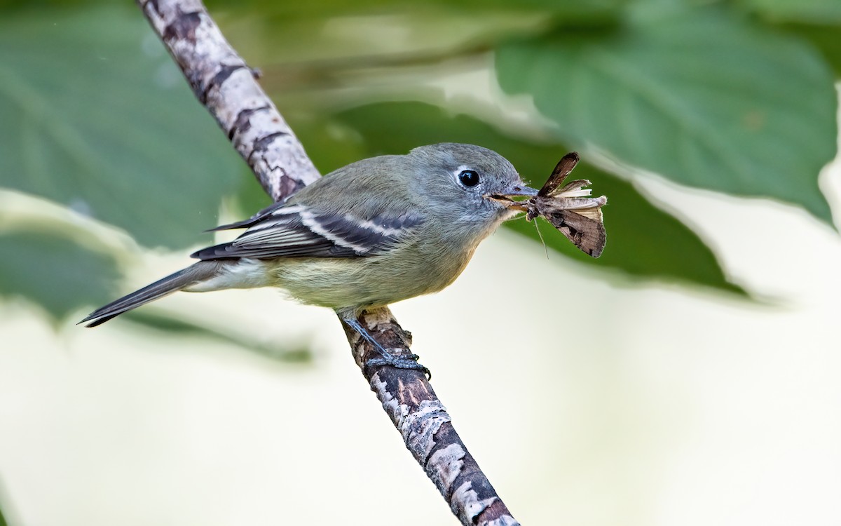 Hammond's Flycatcher - ML479725521