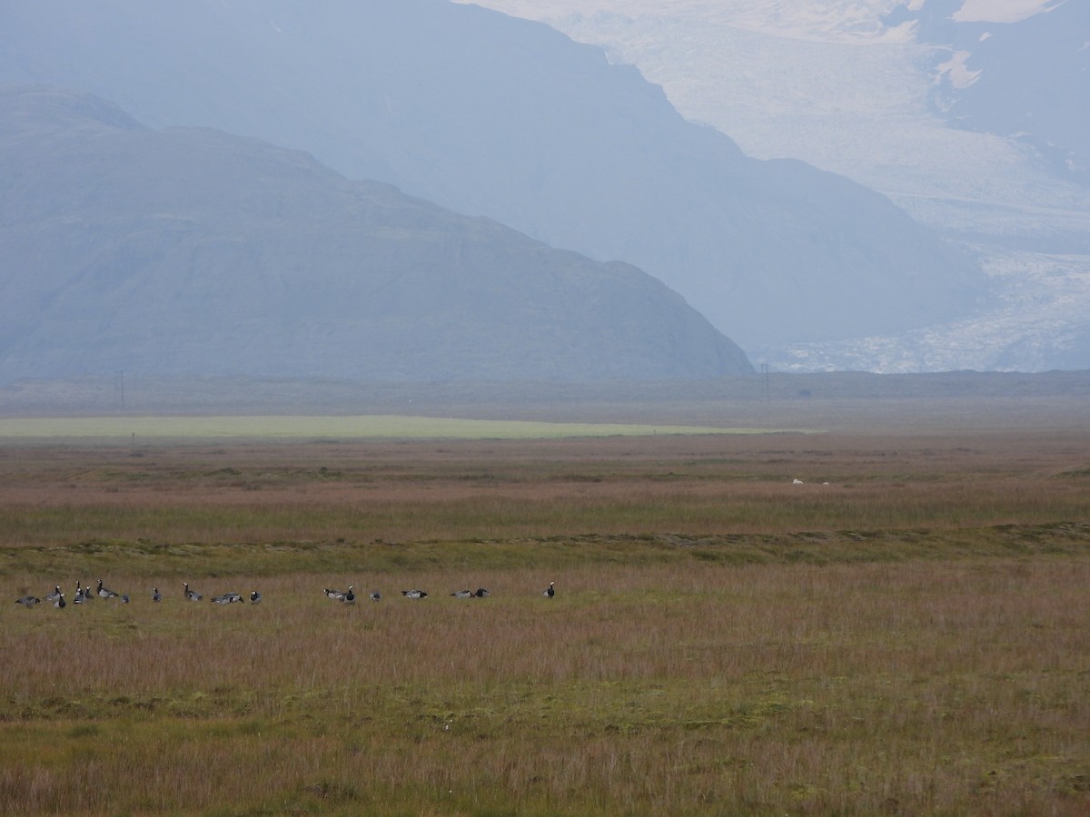 Barnacle Goose - ML479725531