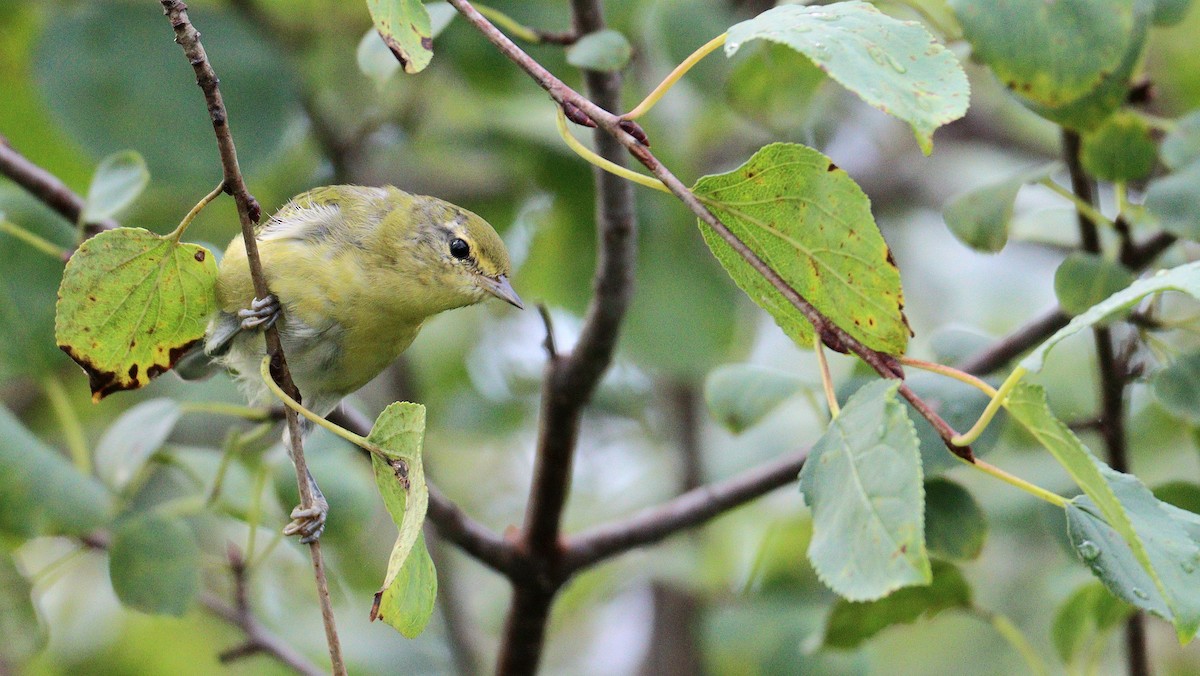 Tennessee Warbler - ML479726591