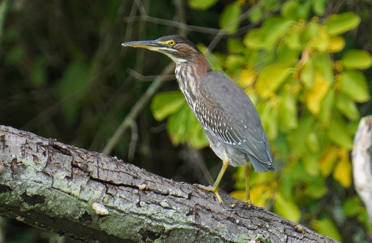 Green Heron - ML479727151