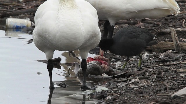 American Coot (Red-shielded) - ML479728