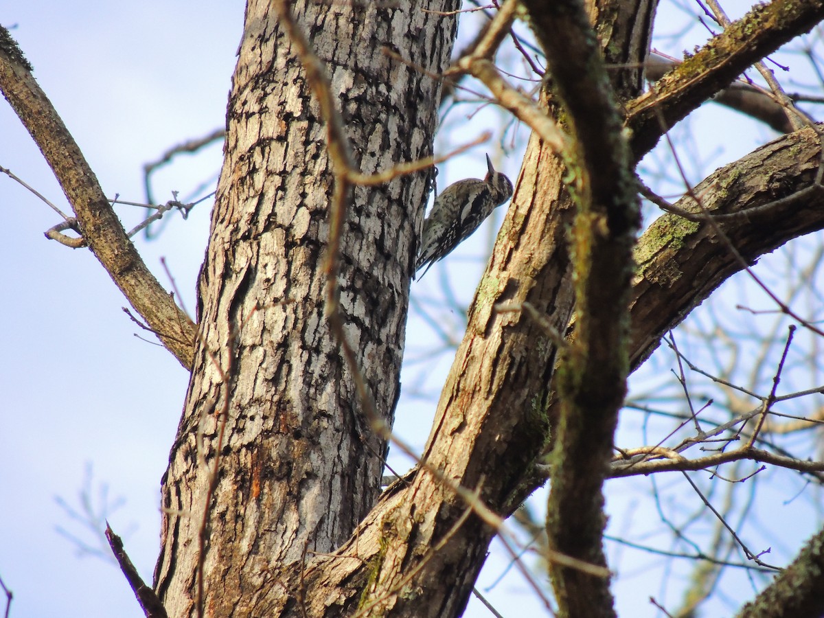 Yellow-bellied Sapsucker - ML47972861