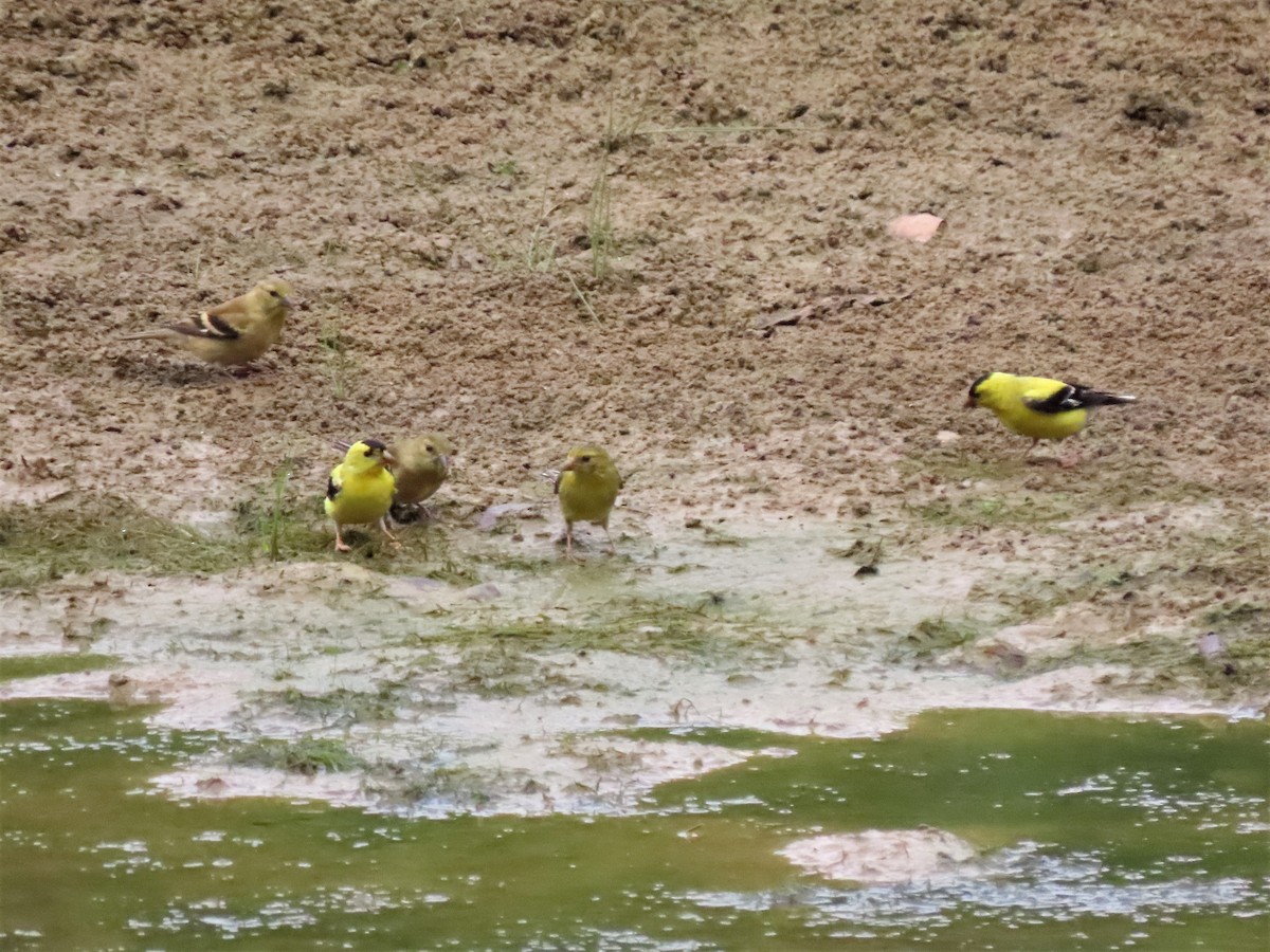 American Goldfinch - ML479728951