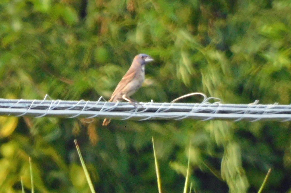 Blue Grosbeak - Kathy Rhodes