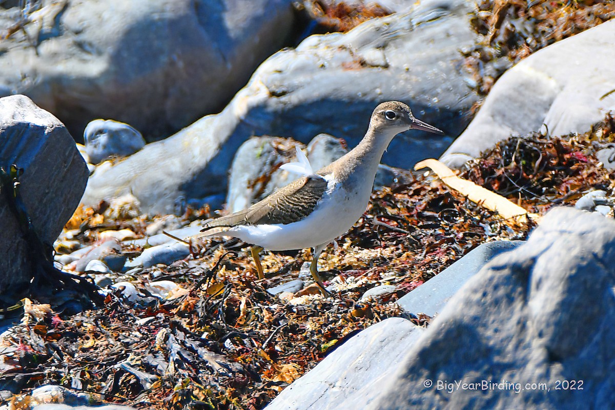 Spotted Sandpiper - Ethan Whitaker