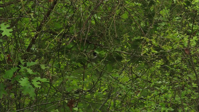 Black-capped Vireo - ML479731