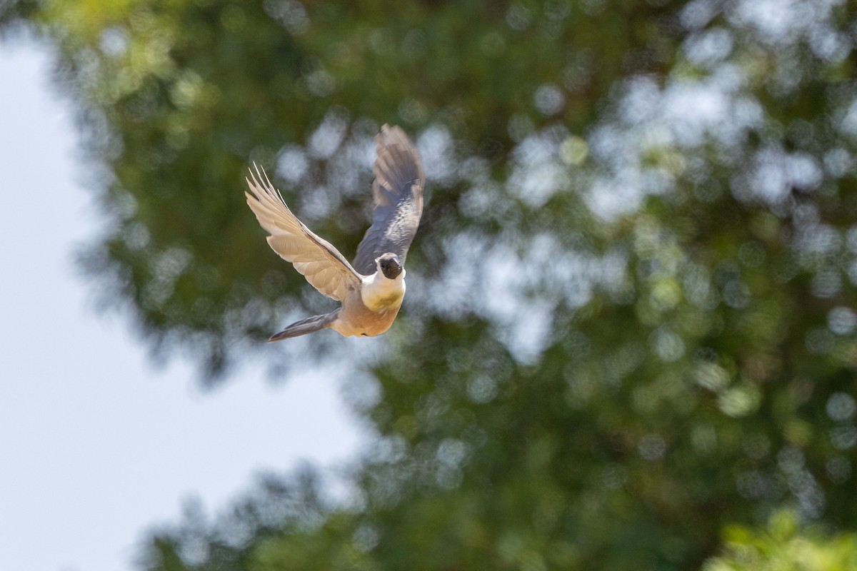 Bare-faced Go-away-bird - Christine Hayden