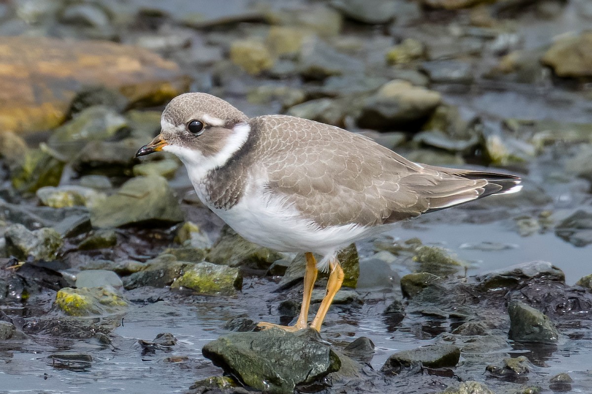 Common Ringed Plover - ML479732641