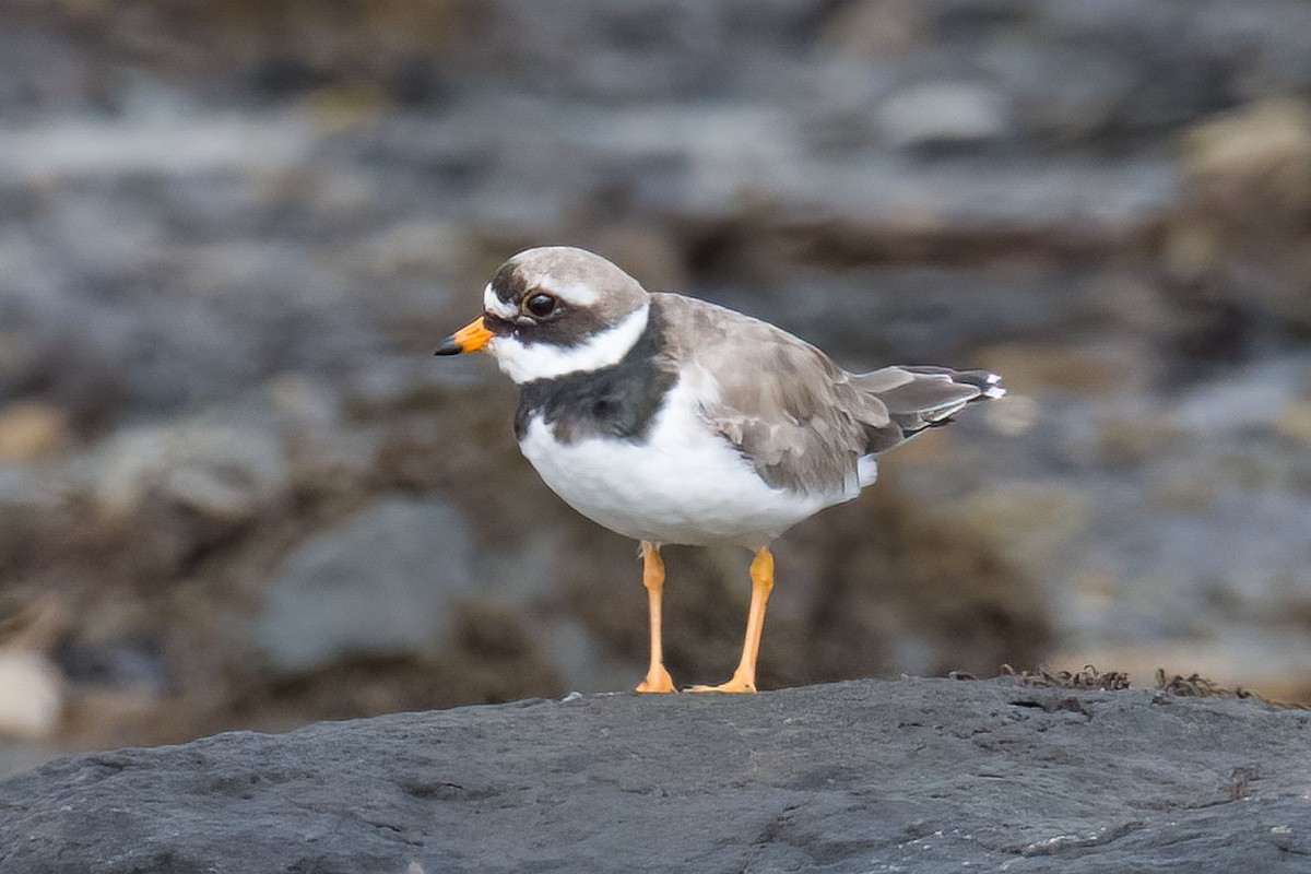 Common Ringed Plover - ML479732651