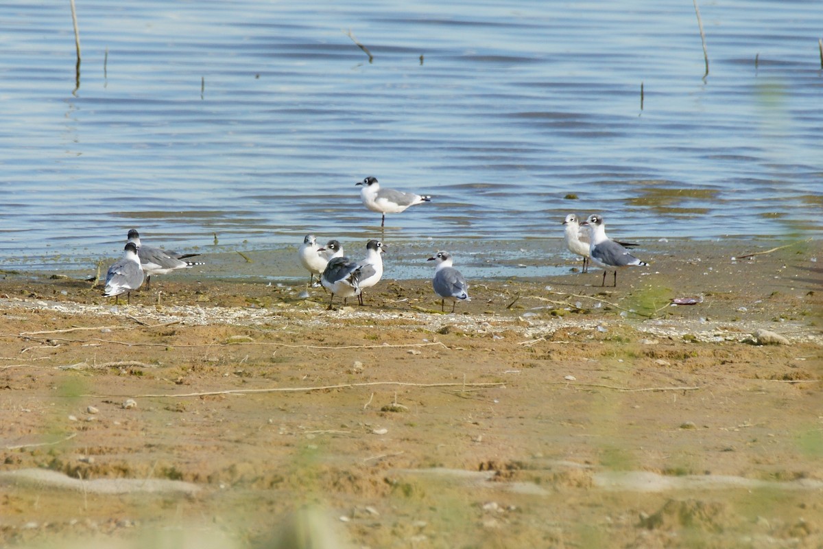 Franklin's Gull - ML479733591