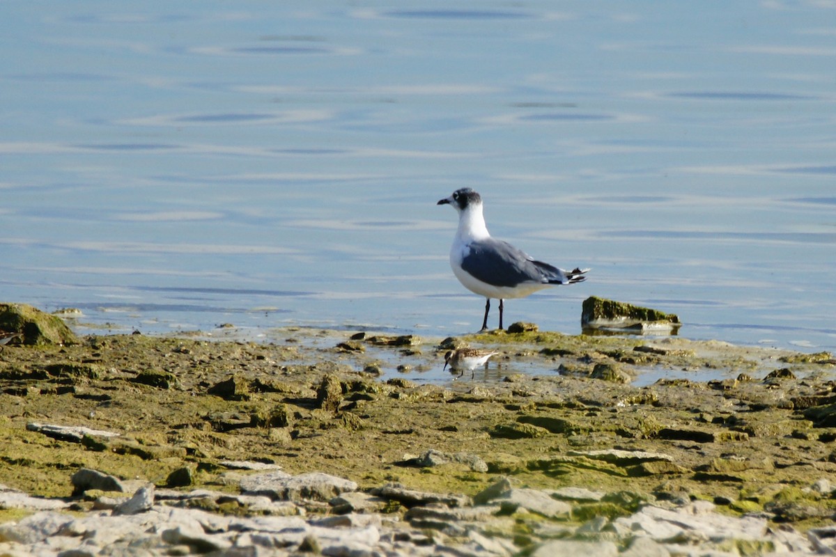 Gaviota Pipizcan - ML479733811