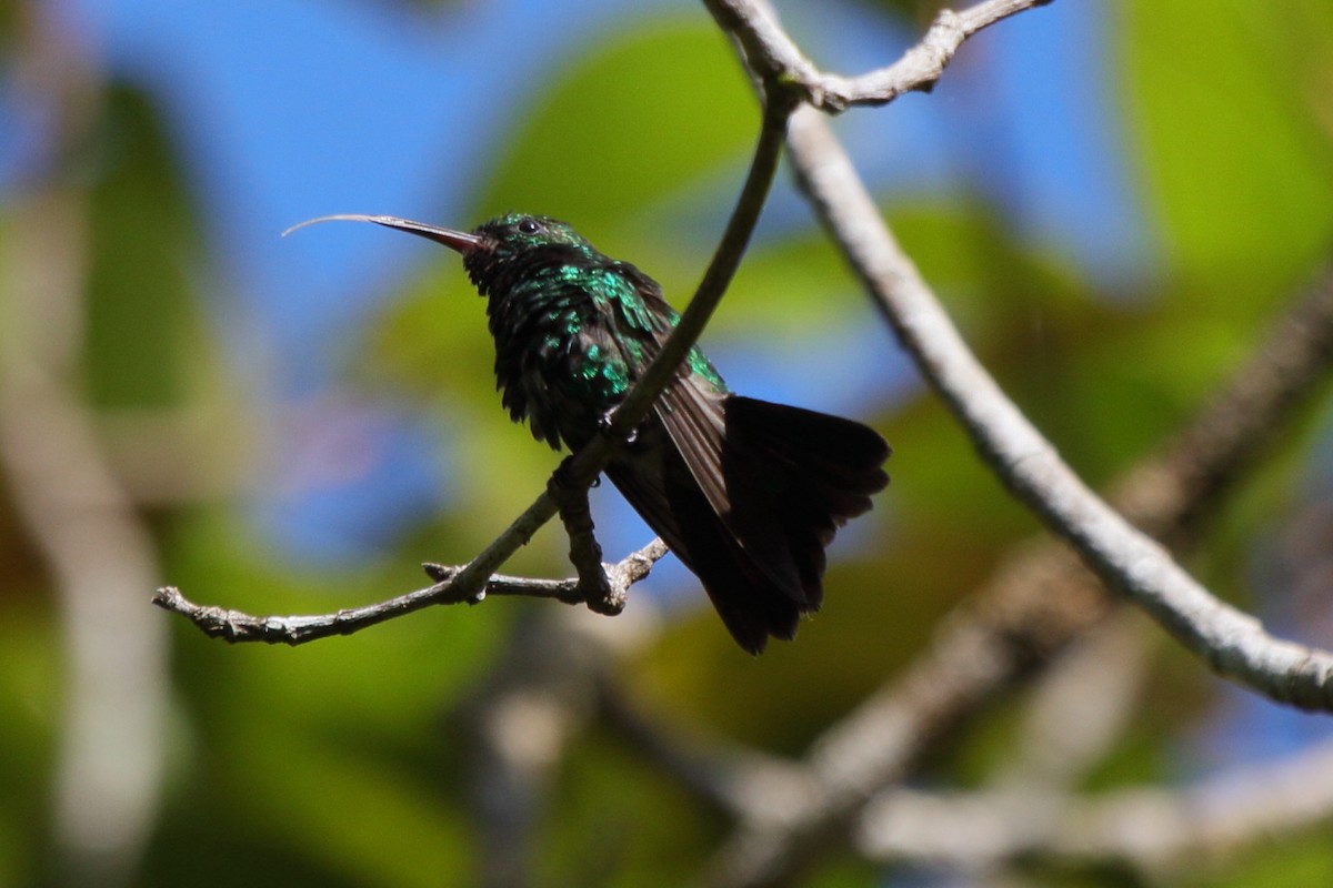 Garden Emerald - Fabio Olmos