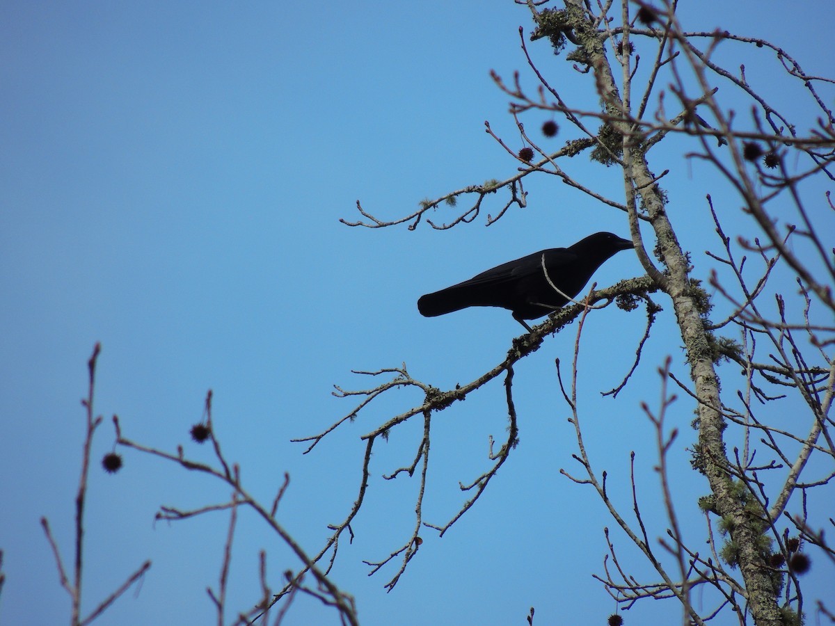 Corneille d'Amérique - ML47973511