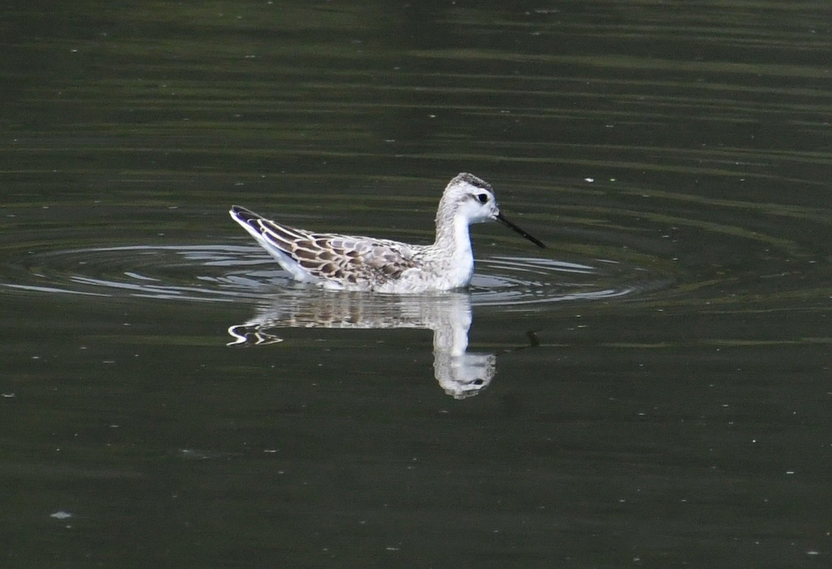 Wilson's Phalarope - Phil Pickering