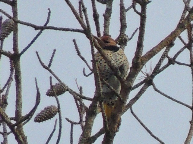 Northern Flicker (Yellow-shafted) - ML47973641
