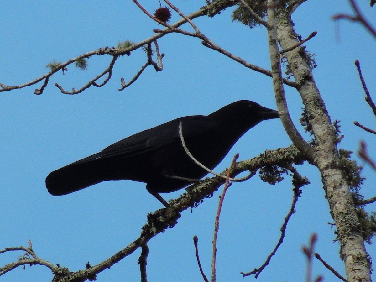 Corneille d'Amérique - ML47973661