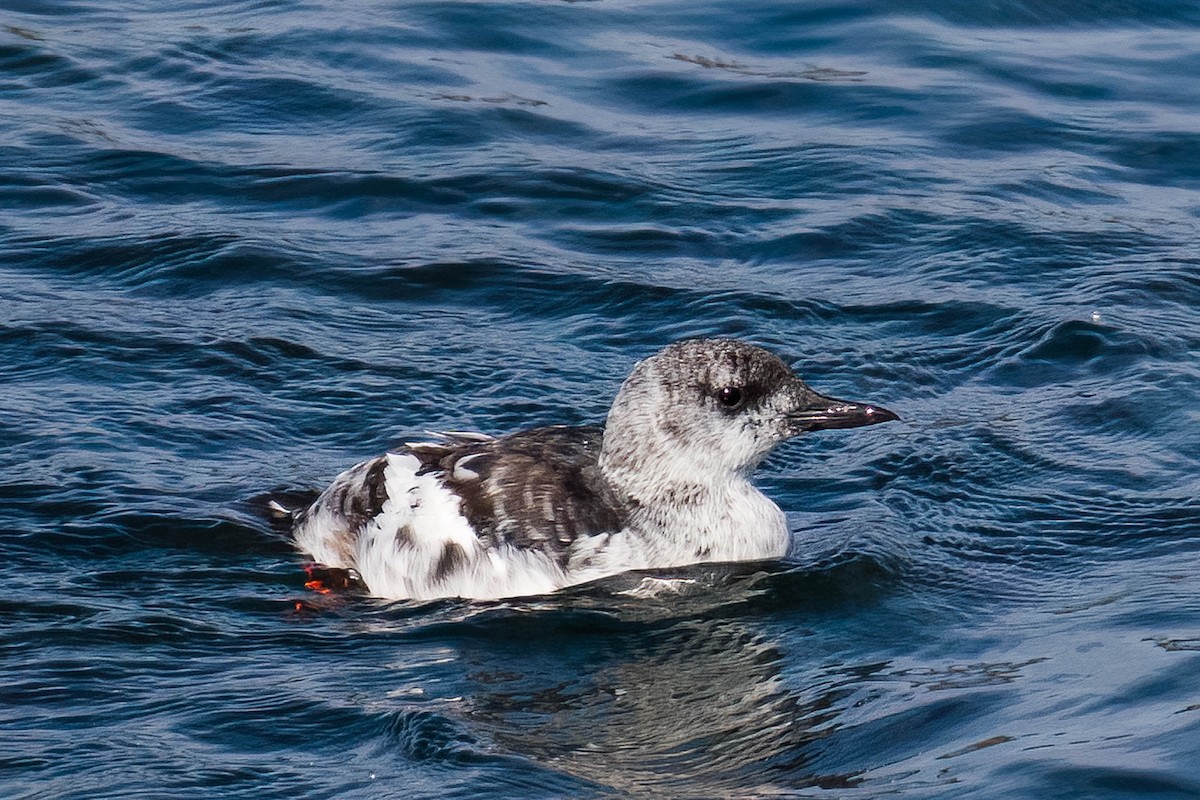 Black Guillemot - ML479736731