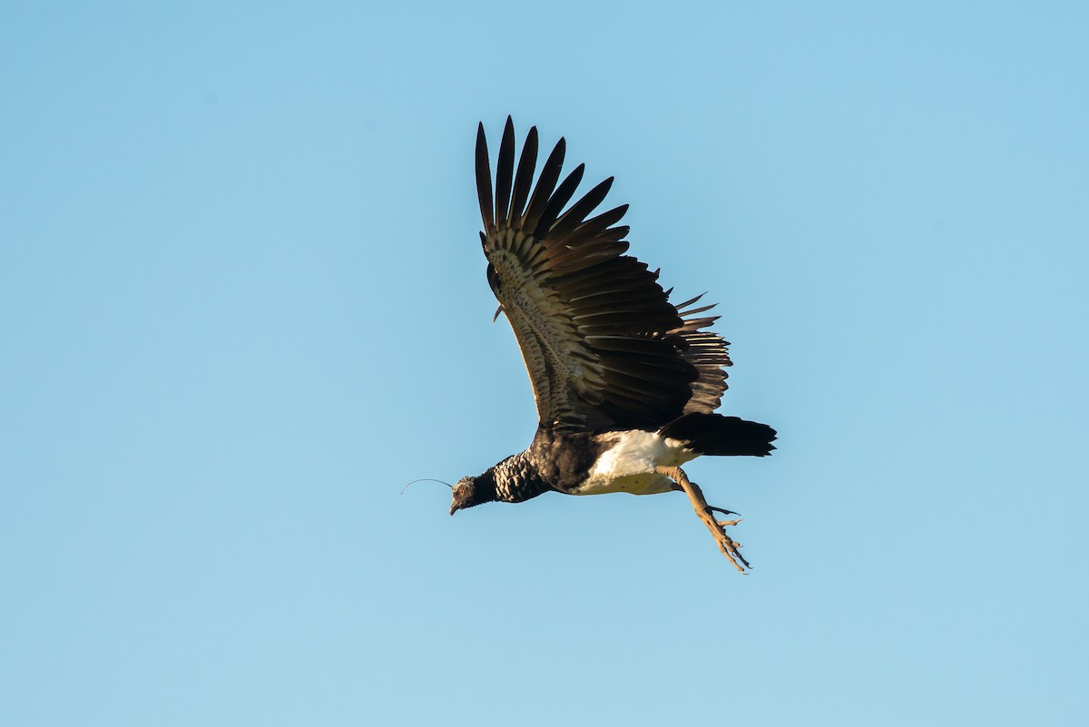 Horned Screamer - ML479736891