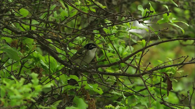 svarthettevireo - ML479737